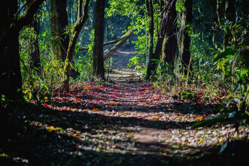 Forest trail
